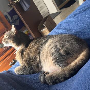 Finn -  Domestic Short Hair Cat for Adoption in Lynchburg, Virginia - Finn | PetCurious