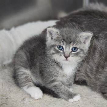 Adrian -  Domestic Short Hair Cat for Adoption in Dixon, Illinois - Adrian | PetCurious
