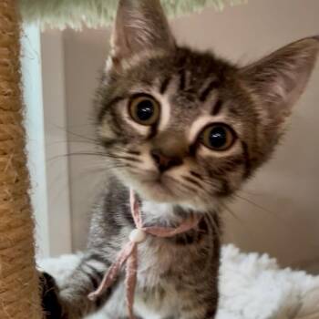Pandora- Best friends with Ruckus -  Domestic Short Hair Cat for Adoption in West Jefferson, Ohio - Pandora- Best Friends With Ruckus | PetCurious