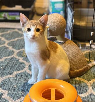 Vix -  Domestic Short Hair Cat for Adoption in Blaine, Minnesota - Vix | PetCurious