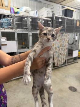 Icing -  Domestic Short Hair Cat for Adoption in Greensburg, Indiana - Icing | PetCurious