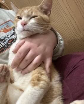 Domestic Short Hair Cats Available for Adoption in Charlotte, North Carolina - Tony | PetCurious