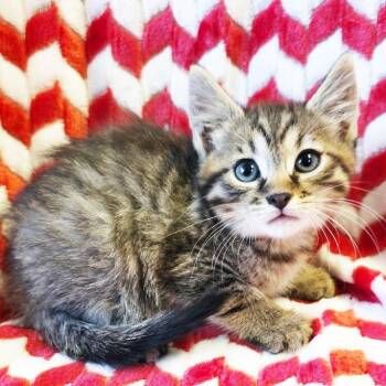 Indigo -  Domestic Short Hair Cat for Adoption in Mt. Juliet, Tennessee - Indigo | PetCurious