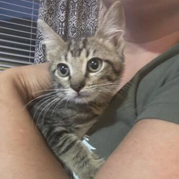 Rescue Bengal and Tabby Cats for Adoption in Maitland, Florida - Marshall | PetCurious