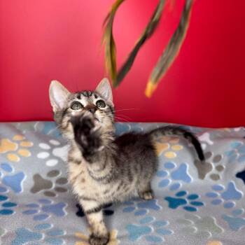 Domestic Short Hair Cats Available for Adoption - Steben | PetCurious