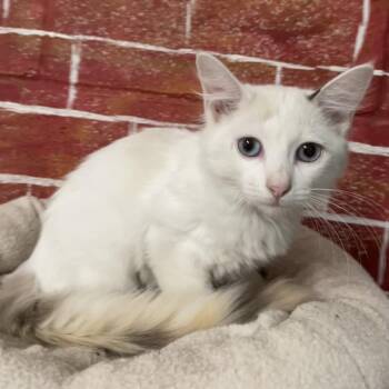 Annie -  Domestic Short Hair Cat for Adoption in Laredo, Texas - Annie | PetCurious