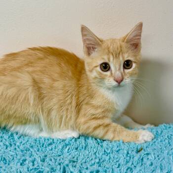 Kimchi -  Domestic Short Hair Cat for Adoption in Collierville, Tennessee - Kimchi | PetCurious