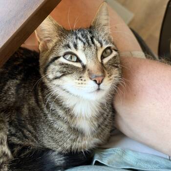 Barry Allen -  Domestic Short Hair Cat for Adoption in Glendale, Arizona - Barry Allen | PetCurious
