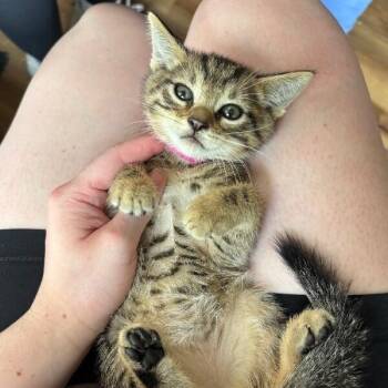 Erica Bloom -  Tabby and Domestic Short Hair Cat for Adoption in Friendswood, Texas - Erica Bloom | PetCurious