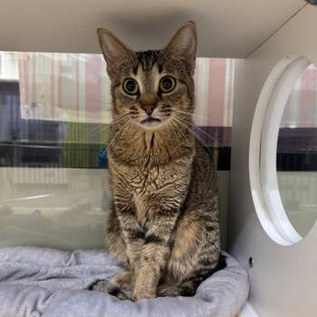 Domestic Short Hair Cats Available for Adoption - Mischief | PetCurious