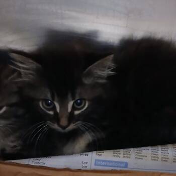 Popsicle -  Domestic Long Hair Cat for Adoption in Chattanooga, Tennessee - Popsicle | PetCurious