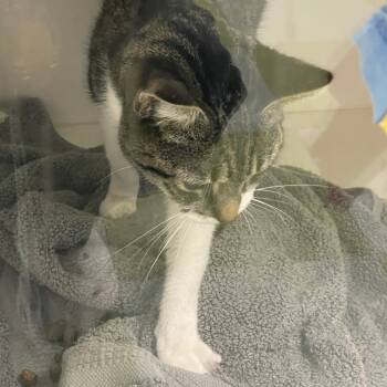 Rescue Domestic Short Hair Cats for Adoption in Philadelphia, Pennsylvania - Nova | PetCurious