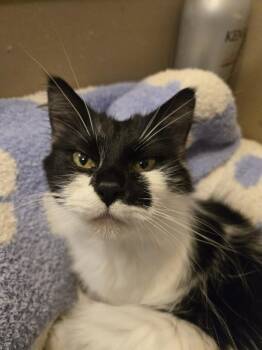Ariel -  Domestic Long Hair Cat for Adoption in Greensboro, North Carolina - Ariel | PetCurious