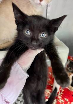 Mary Westmacott -  Domestic Short Hair Cat for Adoption in Cincinnati, Ohio - Mary Westmacott | PetCurious