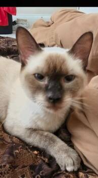 Iris -  Siamese Cat for Adoption in New Braunfels, Texas - Iris | PetCurious