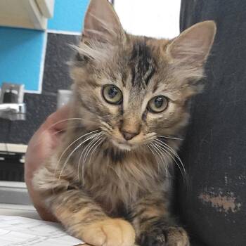 Anastasia -  Domestic Medium Hair Cat for Adoption in Ardmore, Oklahoma - Anastasia | PetCurious