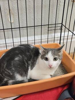 ZaZa -  Domestic Short Hair Cat for Adoption in Bolivar, Missouri - ZaZa | PetCurious