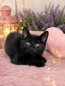 Bellatrix -  Domestic Short Hair Cat for Adoption in Chattanooga, Tennessee - Bellatrix | PetCurious