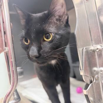 Voodoo -  Domestic Short Hair Cat for Adoption in Titusville, Florida - Voodoo | PetCurious