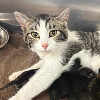 Nakita (26-2B- mom) -  Domestic Short Hair Cat for Adoption in Rifle, Colorado - Nakita (26-2B- Mom) | PetCurious