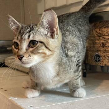 Wampus -  Domestic Short Hair Cat for Adoption in Panama City, Florida - Wampus | PetCurious