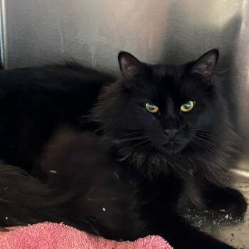 Domestic Long Hair Cats Available for Adoption in Buffalo, New York - Target | PetCurious