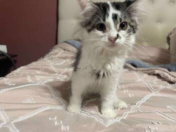 Rescue Domestic Medium Hair Cats for Adoption in Johnson City, Tennessee - Katherine | PetCurious