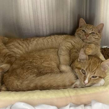 Domestic Short Hair Cats Available for Adoption - Spagh-Eddie 2026 | PetCurious