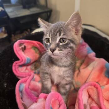 Loki -  Domestic Short Hair Cat for Adoption in Long Beach, California - Loki | PetCurious
