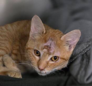 Shamrock -  Domestic Short Hair Cat for Adoption in Huntington, Indiana - Shamrock | PetCurious