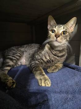 Rescue Tabby and Domestic Short Hair Cats for Adoption in Lucas, Texas - Lucky | PetCurious