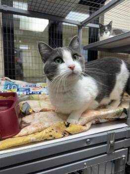 Rescue Domestic Short Hair Cats for Adoption in Hutchinson, Kansas - Leia | PetCurious