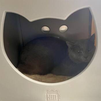 Rescue Domestic Short Hair Cats for Adoption in Barnstable, Massachusetts - DEW MOTH | PetCurious