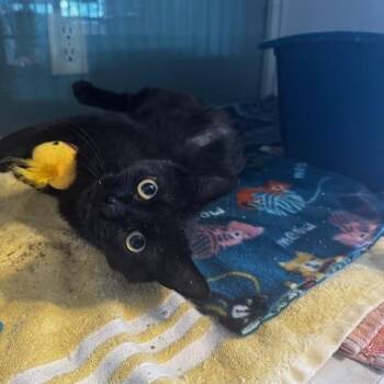 Rescue Domestic Short Hair Cats for Adoption in Hutchinson, Minnesota - Jazmine | PetCurious