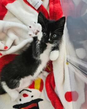 Dracul -  Domestic Short Hair Cat for Adoption in Fruit Heights, Utah - Dracul | PetCurious