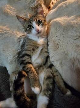 Theodore Sh. -  Domestic Short Hair Cat for Adoption in West Peoria, Illinois - Theodore Sh. | PetCurious