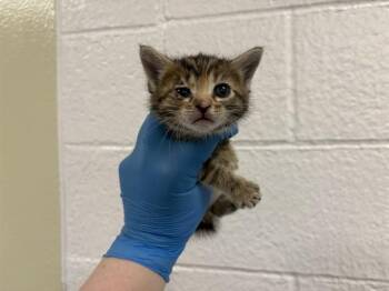 Domestic Short Hair Cats Available for Adoption in Thousand Palms, California - LILYPAD | PetCurious