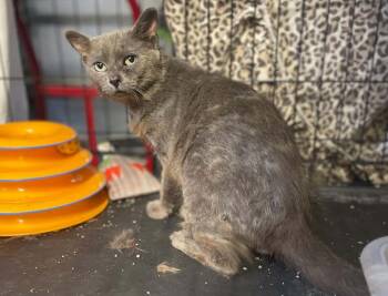 Russian Blue Cats Available for Adoption in Ormond Beach, Florida - Stuart | PetCurious