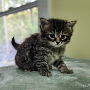 Domestic Short Hair Cats Available for Adoption in Newport, Tennessee - Shrimp | PetCurious