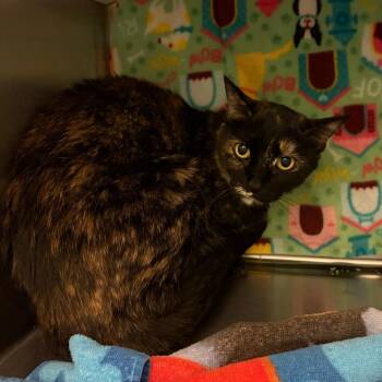 Jamie -  Domestic Short Hair Cat for Adoption in Council Bluffs, Iowa - Jamie | PetCurious