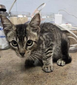 CALVIN -  Domestic Short Hair Cat for Adoption in Tallahassee, Florida - CALVIN | PetCurious