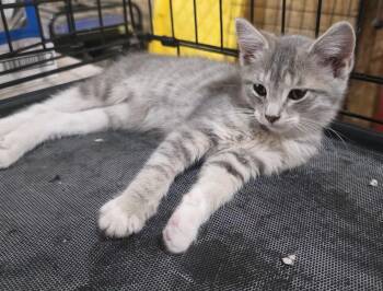 Chardonnay -  Domestic Short Hair Cat for Adoption in Metamora, Illinois - Chardonnay | PetCurious