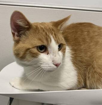Butters -  Domestic Short Hair Cat for Adoption in Winnipeg, Manitoba - Butters | PetCurious