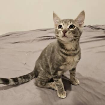 Rescue Domestic Short Hair Cats for Adoption in Philadelphia, Pennsylvania - Rothwell | PetCurious