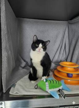 Domestic Short Hair Cats Available for Adoption - Holstein #2 | PetCurious