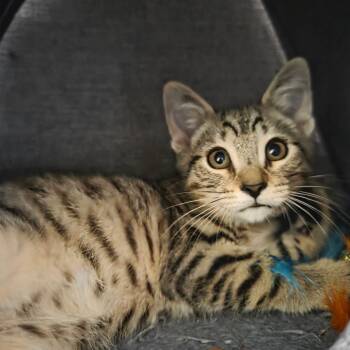 Butter -  Domestic Short Hair Cat for Adoption in NEW PT RICHEY, Florida - Butter | PetCurious