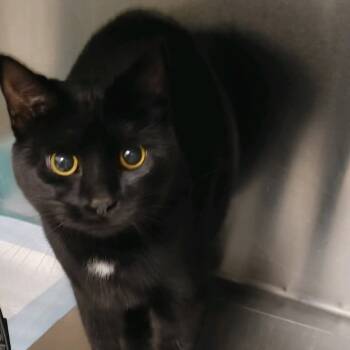 Rescue Manx and Domestic Short Hair Cats for Adoption in Richmond Hill, Georgia - Sally | PetCurious