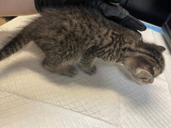 Puddle -  Domestic Short Hair Cat for Adoption in Cincinnati, Ohio - Puddle | PetCurious