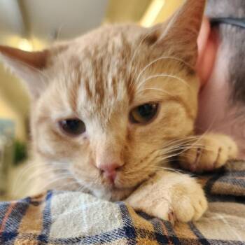 Garfield -  Domestic Short Hair Cat for Adoption in Toledo, Ohio - Garfield | PetCurious