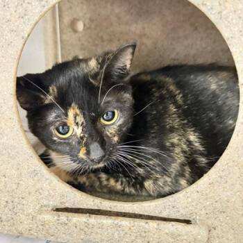 Domestic Medium Hair and Domestic Short Hair Cats Available for Adoption in Daytona Beach, Florida - Akaya | PetCurious